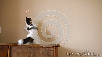 Funny Cat Catches a Laser Pointer on the Wall Stock Video - Video of ...