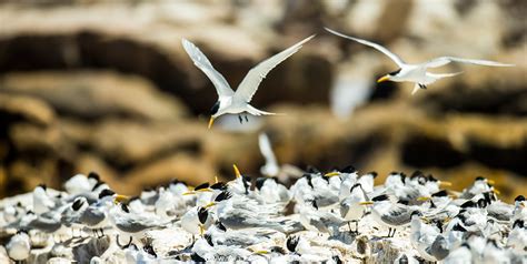 Bird Island Nature Reserve In Lamberts Bay Alex Aitkenhead