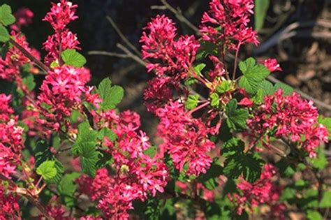 King Edward Vii Flowering Currant Ribes Sanguineum King Edward Vii