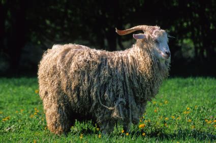 Goat breeds - Angora Goat