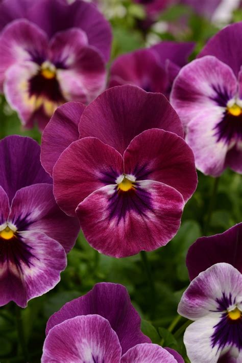 Viola X Wittrockiana Cool Wave® Raspberry Pansy Eberts Greenhouse