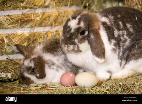 Mother And Baby Lop Eared Rabbits Next To Eggs On A Bale Of Hay At