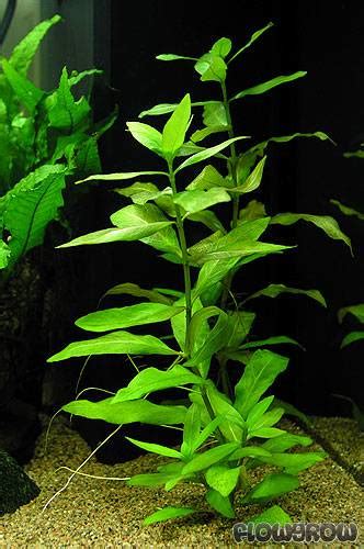 Hygrophila Polysperma Indischer Wasserfreund Flowgrow