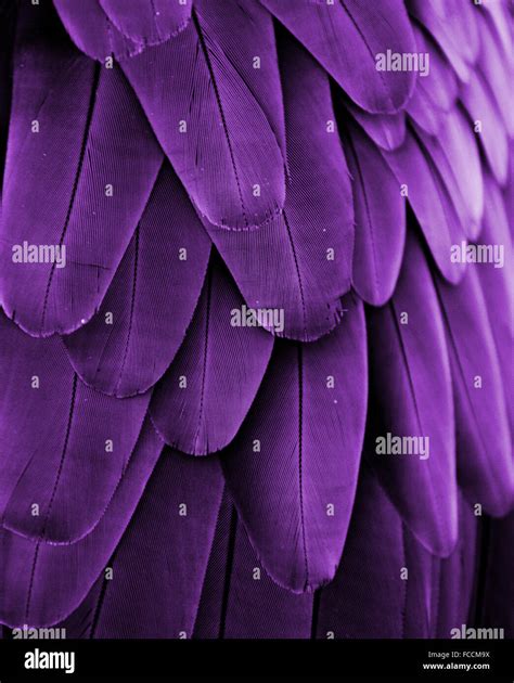 Purple bird feathers from a macaw parrot Stock Photo - Alamy