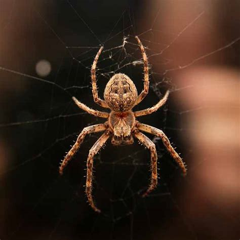 Spider Control Everything You Need To Know Pestegic Strategic Pest Control