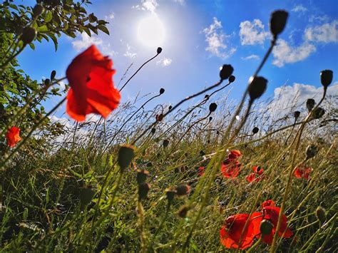 Coquelicot Fleurs Fleur Photo Gratuite Sur Pixabay Pixabay