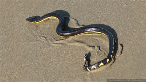 Serpiente Marina Pel Gica Gu A De Serpientes De Baja California