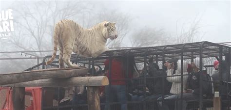 La Historia De La Joven Que Muri Tras Ataque De Tigre En Safari