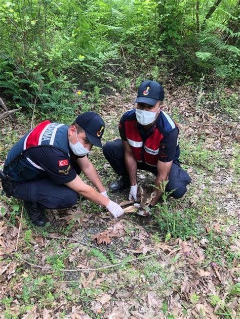 Kastamonu da köpeklerden kurtulan karaca yavrusu