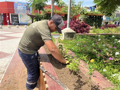 Mantenimiento De Áreas Verdes En La Ciudad De Tarapoto Noticias Municipalidad Provincial De