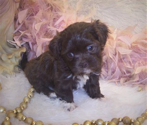 Teacup Shih-poo puppy - Past Shih-Poo Puppies