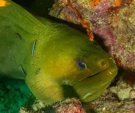 Green Moray Eel (Gymnothorax funebris) - ANGARI Foundation