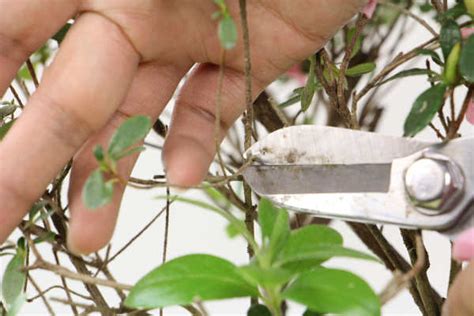 Can Azaleas Be Watered After Repotting How To Remedy If Leaves Drop