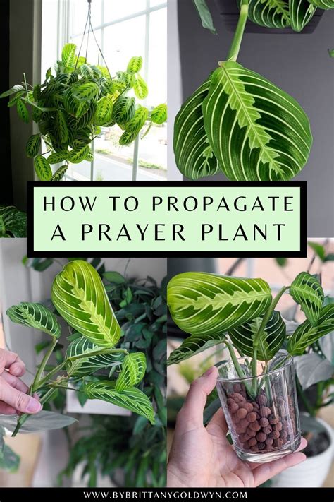 Prayer Plant Propagation And Rooting Maranta Leuconeura From Cuttings