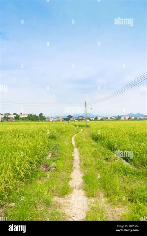 Empty Dirt Road Through The Rice Paddy Field In The Village Xinhui