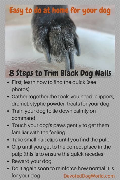 Learn How To Cut Black Dog Nails In Easy Steps Atelier Yuwaciaojp