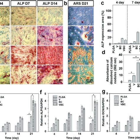 Osteogenic Differentiation Of Hbmscs On Scaffolds A Alp Staining Of