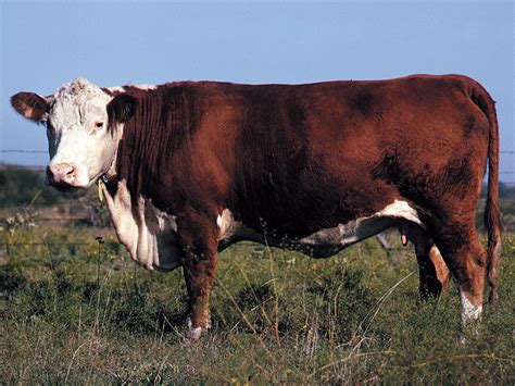 Hereford Breed Of Cattle