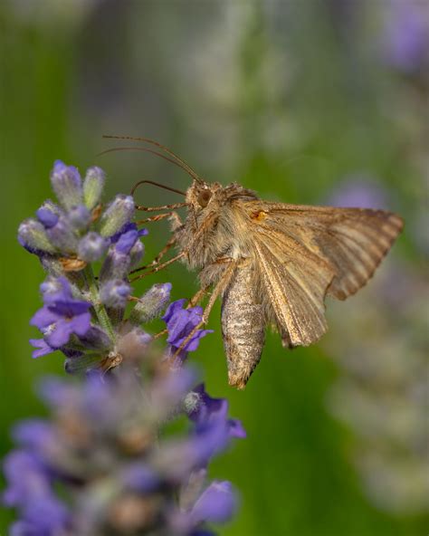 Silver Y Autographa Gamma Gammafly Carl Johan Svenssson Flickr