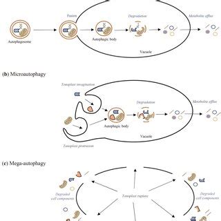 Schematic Diagram Of Macroautophagy A Microautophagy B And