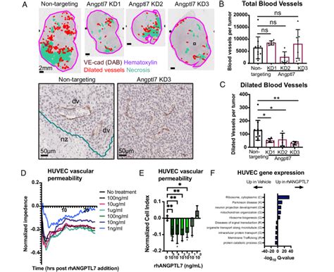 Angptl Regulates Blood Vessel Morphology And Vascular Permeability