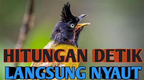 Hitungan Detik Langsung Nyaut Pancingan Burung Kutilang Emas Youtube