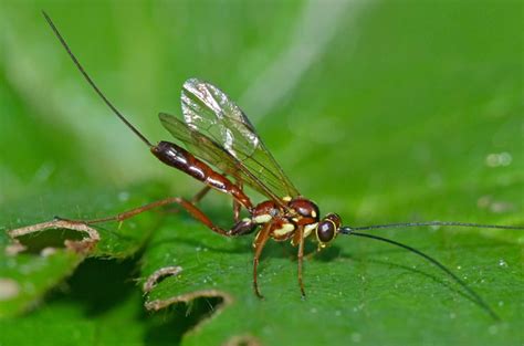 Did You Know That Parasitic Wasp Is The Smallest Insect On Earth?