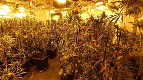 Los Mossos desmantelan un cultivo de más de 200 plantas de marihuana en