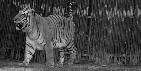 Bengal Tiger is a Population of the Panthera Tigris Tigris Subspecies ...