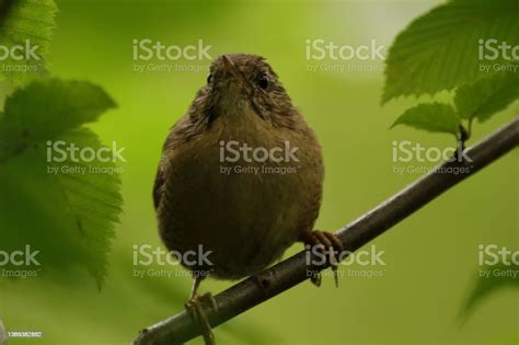 Troglodyte Mignon Stock Photo - Download Image Now - Animal, Animal ...