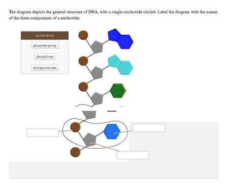 Solved The Diagram Depicts The General Structure Of Dna With A Single