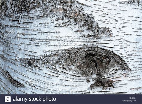 Betula Pendula Rinde Stockfotos Und Bilder Kaufen Alamy