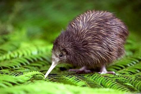 Kiwi Flightless Extinct Birds Facts About The National Symbol Bird Of