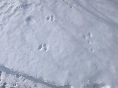 Rabbit and squirrel tracks side by side : r/AnimalTracking