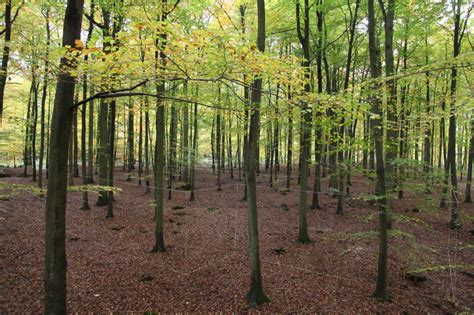 Ghostly Art Installation Haunts a French Forest [Video]