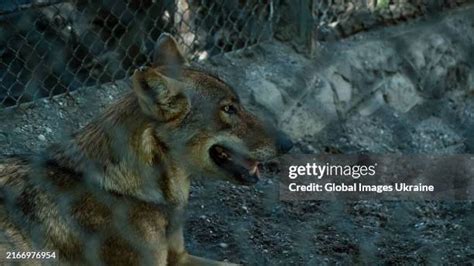 1,176 Wolf In Desert Stock Photos, High-Res Pictures, and Images - Getty Images