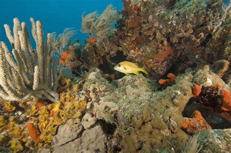 million florida keys coral reef restoration project  approved