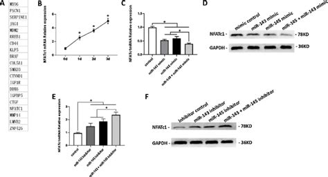 NFATc1 Is A Direct MiR 143 145 Target Gene A A List Of 20