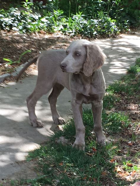 Long Haired Weimaraner Ambrinafionn