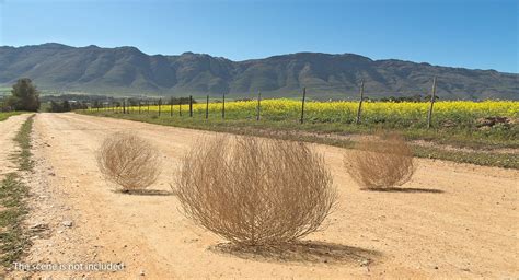 Desert Tumbleweed 3D Model $29 - .3ds .blend .c4d .fbx .ma .obj .max ...