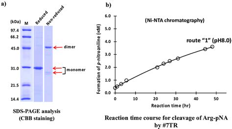 SDS PAGE And Peptidase Activity By Route 1 A SDS PAGE Analysis