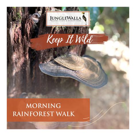 Langkawi Rainforest Walking | Journify