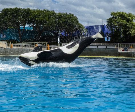 Orca Whale Free Stock Photo Public Domain Pictures