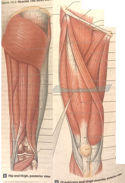 Kin 223 Lab 10 C Hamstring And Quads Diagram Quizlet