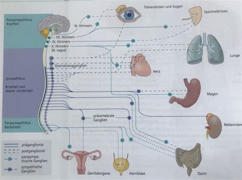 8 4 Das Nervensystem PNS Diagram Quizlet