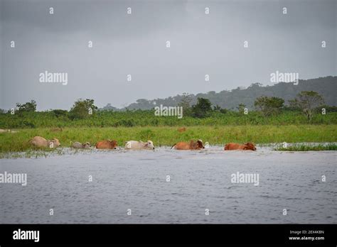 Zebus Crossing The Marais De Kaw Nature Reserve French Guiana Stock