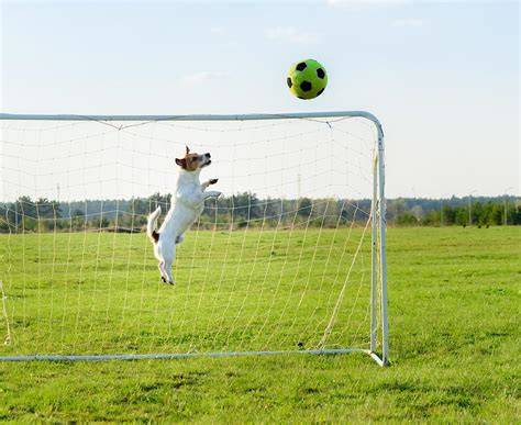 このボールは渡さない！サッカーの試合に犬が乱入｜ワールドペットニュース｜ペット大好き！