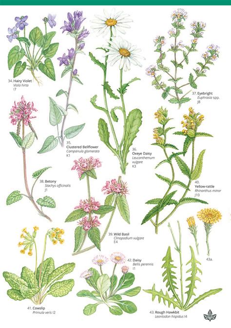 Grasslands Plants With Names Phalaris Arundinacea|reed Canary