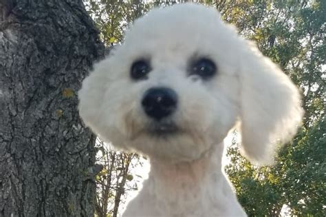 Prairie Puppies Llc Bichon Frise Puppies For Sale In Canova Sd Akc