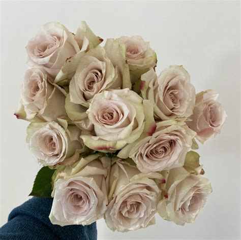 Quicksand Garden Rose Garden Roses Direct